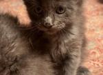 Beautiful Blue Babies - Maine Coon Kitten For Sale - Florence&comma; AL&comma; US