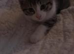 Neo - American Shorthair Kitten For Adoption - Monmouth Jct&comma; NJ&comma; US