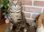 Tiger Queen - Bengal Kitten For Sale - East Earl&comma; PA&comma; US