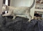 Vladimir - Bengal Kitten For Adoption - Phoenix&comma; AZ&comma; US