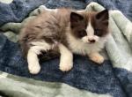 Nefertiti and Captain - Ragdoll Kitten For Sale - Aiken&comma; SC&comma; US