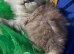 Gorgeous silver shaded  chinchilla dollface male - Persian Kitten For Sale - CA&comma; US