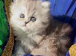Gorgeous silver shaded  chinchilla dollface male - Persian Kitten For Sale - CA&comma; US