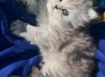 Gorgeous silver shaded  chinchilla dollface male - Persian Kitten For Sale - CA&comma; US