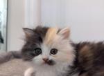 Cali - Persian Kitten For Sale - Port Saint Lucie&comma; FL&comma; US