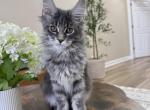 Isabeau - Maine Coon Kitten For Sale - Grayslake&comma; IL&comma; US