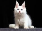 Parker Blue eyes - Maine Coon Kitten For Sale - Grayslake&comma; IL&comma; US