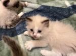 Stella and Gus - Ragdoll Kitten For Sale - Aiken&comma; SC&comma; US