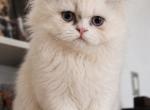 Milo - Persian Kitten For Sale - 