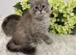 TICA Mink Ragdoll kittens - Ragdoll Kitten For Sale - North Lima&comma; OH&comma; US