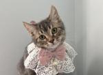 Mimi  Scottish  Nebelung - Scottish Straight Kitten For Sale - 
