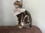Mimi  Scottish  Nebelung - Scottish Straight Kitten For Adoption - 
