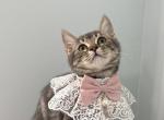 Mimi  Scottish  Nebelung - Scottish Straight Kitten For Adoption - Lawrenceville&comma; GA&comma; US
