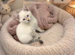 Baby - Balinese Kitten For Sale - Griggsville&comma; IL&comma; US