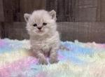 Color point - Selkirk Rex Kitten For Sale - West Branch&comma; MI&comma; US