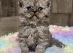 Black Smoke - Selkirk Rex Kitten For Sale - 