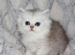 Thomas - Persian Kitten For Sale - Enola&comma; PA&comma; US