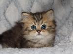 Theo - Persian Kitten For Sale - Enola&comma; PA&comma; US