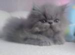 Blue Persian male - Persian Kitten For Sale - Greenwood&comma; SC&comma; US