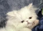 Exotic Longhair solid white called Pipsqueak - Exotic Kitten For Sale - Altamonte Springs&comma; FL&comma; US