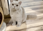 Harley Girl - British Shorthair Cat For Sale - Providence&comma; RI&comma; US