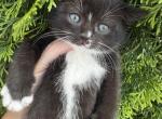 Romeo - Scottish Straight Kitten For Sale - New York&comma; NY&comma; US