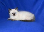 Dynas' Litter - Ragdoll Kitten For Sale - WI&comma; US