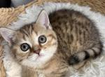 Asya - Scottish Straight Kitten For Sale - New York&comma; NY&comma; US