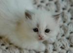 Sky - Ragdoll Kitten For Sale - Chesterfield&comma; MO&comma; US