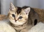 Robbie - Scottish Straight Kitten For Sale - New York&comma; NY&comma; US