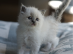 Frost - Ragdoll Kitten For Sale - Chesterfield&comma; MO&comma; US