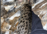 Tubi f5 savannah - Savannah Cat For Sale - Stillwater&comma; OK&comma; US
