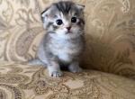 Scottish Fold Female - Scottish Fold Kitten For Sale - Orlando&comma; FL&comma; US