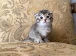 Scottish Fold Female - Scottish Fold Kitten For Sale - Orlando&comma; FL&comma; US