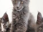 Cynthia - Maine Coon Kitten For Sale - Queen Creek&comma; AZ&comma; US