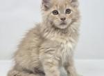 Rome Polydactyl - Maine Coon Kitten For Sale - Elk Grove&comma; CA&comma; US
