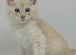 Jelly Roll POLYDACTYL - Maine Coon Kitten For Sale - Elk Grove&comma; CA&comma; US
