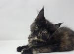 Pocahontas - Maine Coon Kitten For Sale - Elk Grove&comma; CA&comma; US