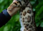 Flower - Bengal Kitten For Sale - Las Vegas&comma; NV&comma; US