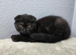 Roman - Scottish Fold Kitten For Sale - 