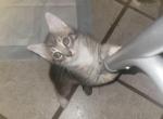 Polly - Domestic Kitten For Adoption - 