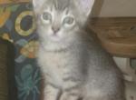 Poppy - Domestic Kitten For Adoption - 