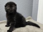 Rosalie - Scottish Fold Kitten For Sale - 