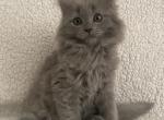 Scottish straight - Scottish Straight Kitten For Sale - Knoxville&comma; TN&comma; US
