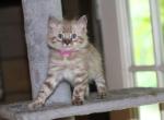 Snows - Bengal Kitten For Sale - Jefferson&comma; TX&comma; US