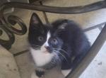 Petunia - Domestic Kitten For Adoption - FL&comma; US