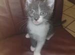 Pepper - Domestic Kitten For Adoption - 