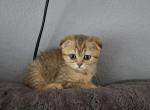 Alana - Scottish Fold Kitten For Sale - FL&comma; US