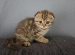 Eva - Scottish Fold Kitten For Sale - FL&comma; US