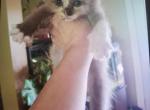 Rose - Ragdoll Kitten For Sale - Meshoppen&comma; PA&comma; US